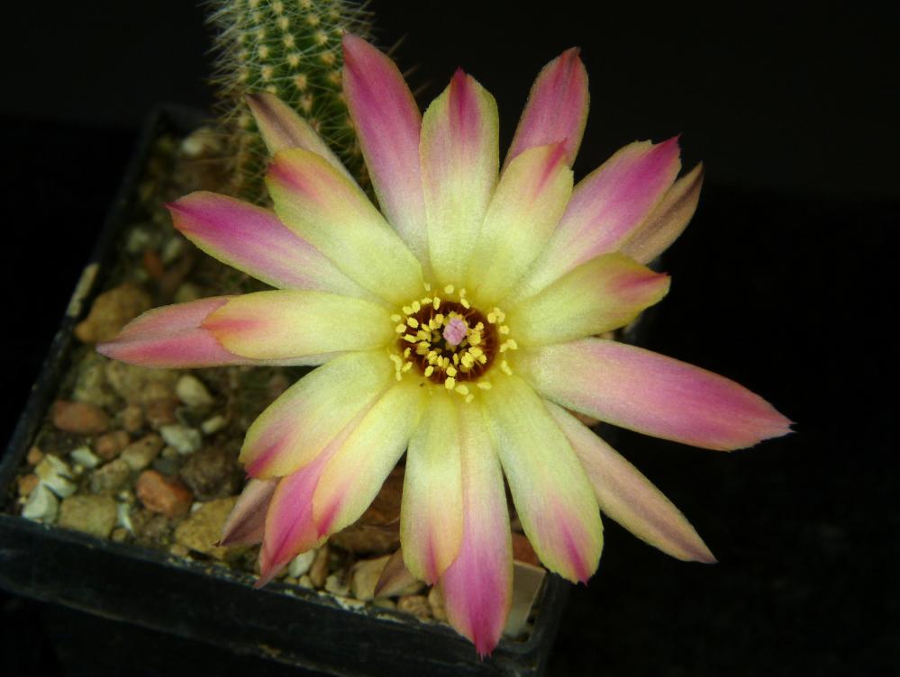 Chamaecereus
